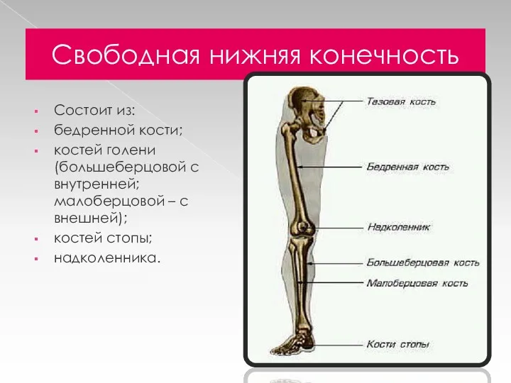 Свободная нижняя конечность Состоит из: бедренной кости; костей голени (большеберцовой