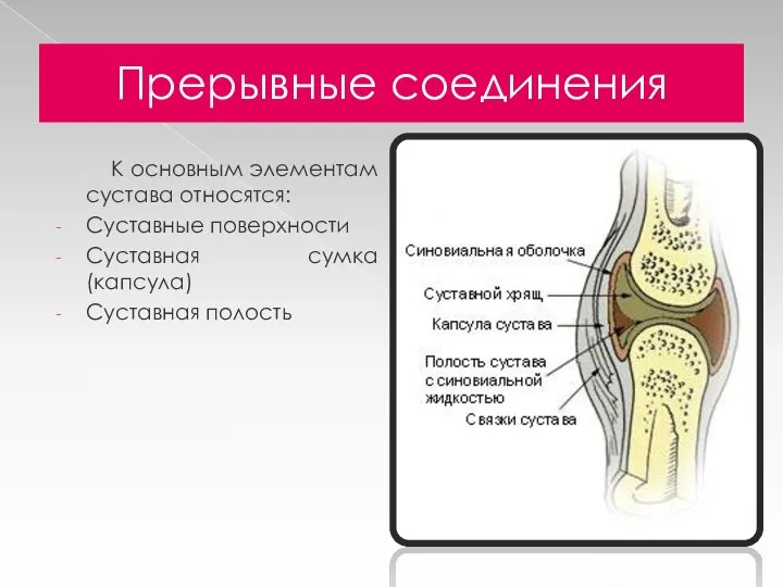 Прерывные соединения К основным элементам сустава относятся: Суставные поверхности Суставная сумка (капсула) Суставная полость