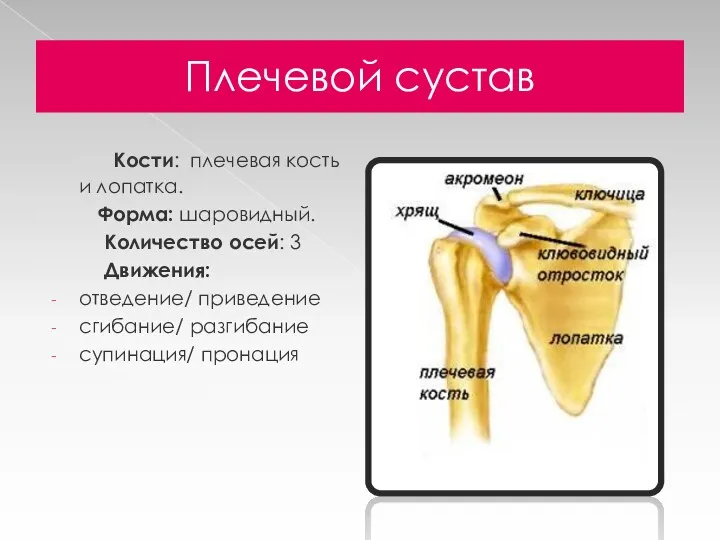 Плечевой сустав Кости: плечевая кость и лопатка. Форма: шаровидный. Количество