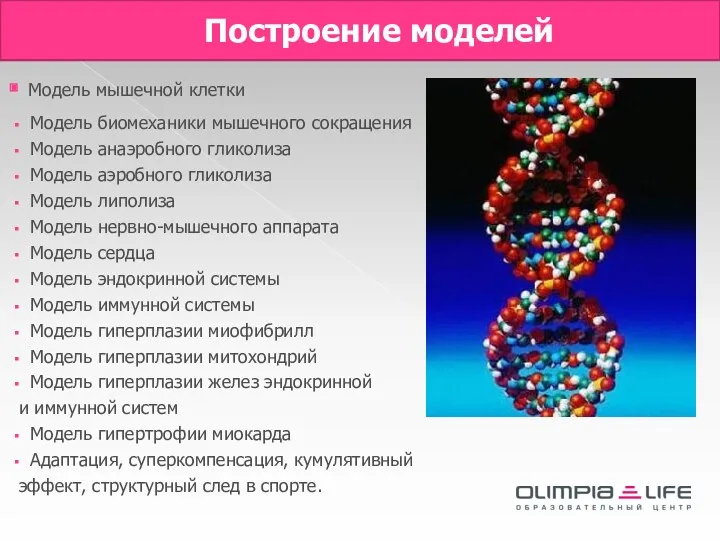 Построение моделей Модель мышечной клетки Модель биомеханики мышечного сокращения Модель