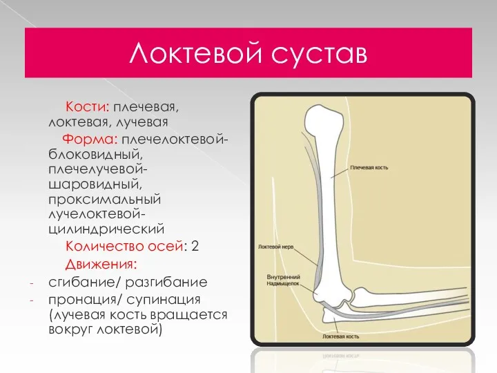 Локтевой сустав Кости: плечевая, локтевая, лучевая Форма: плечелоктевой-блоковидный, плечелучевой-шаровидный, проксимальный