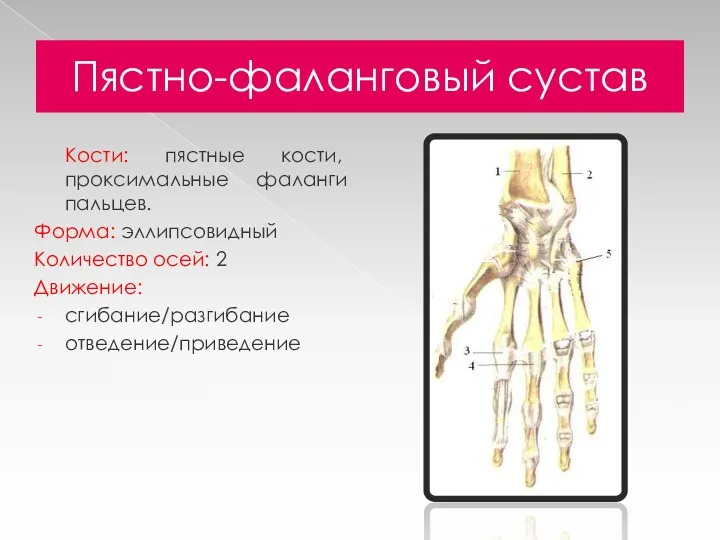 Пястно-фаланговый сустав Кости: пястные кости, проксимальные фаланги пальцев. Форма: эллипсовидный Количество осей: 2 Движение: сгибание/разгибание отведение/приведение