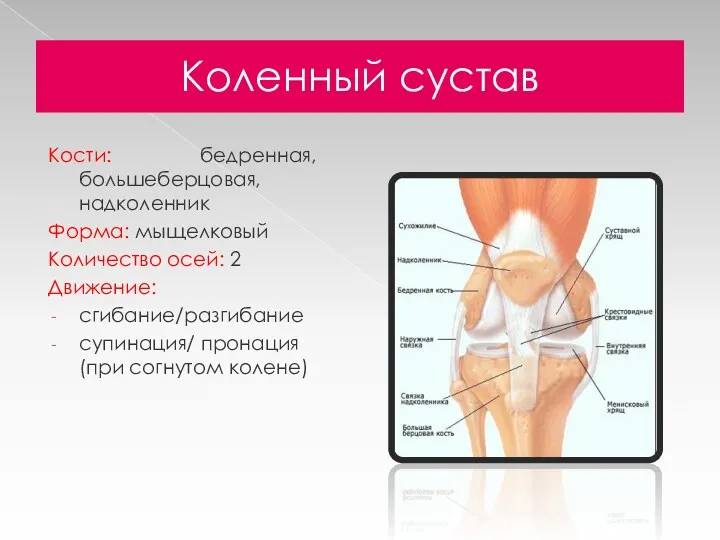 Коленный сустав Кости: бедренная, большеберцовая, надколенник Форма: мыщелковый Количество осей: