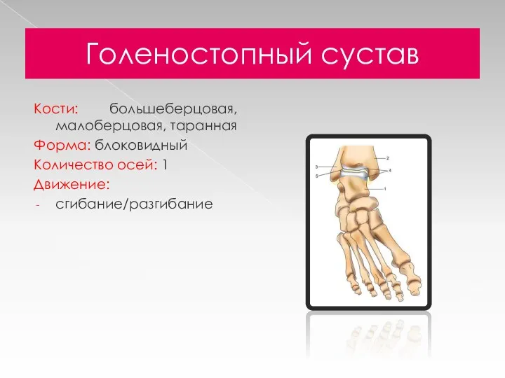 Голеностопный сустав Кости: большеберцовая, малоберцовая, таранная Форма: блоковидный Количество осей: 1 Движение: сгибание/разгибание