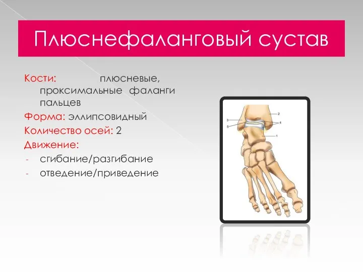 Плюснефаланговый сустав Кости: плюсневые, проксимальные фаланги пальцев Форма: эллипсовидный Количество осей: 2 Движение: сгибание/разгибание отведение/приведение