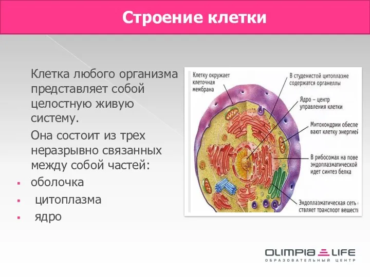 Строение клетки Клетка любого организма представляет собой целостную живую систему.