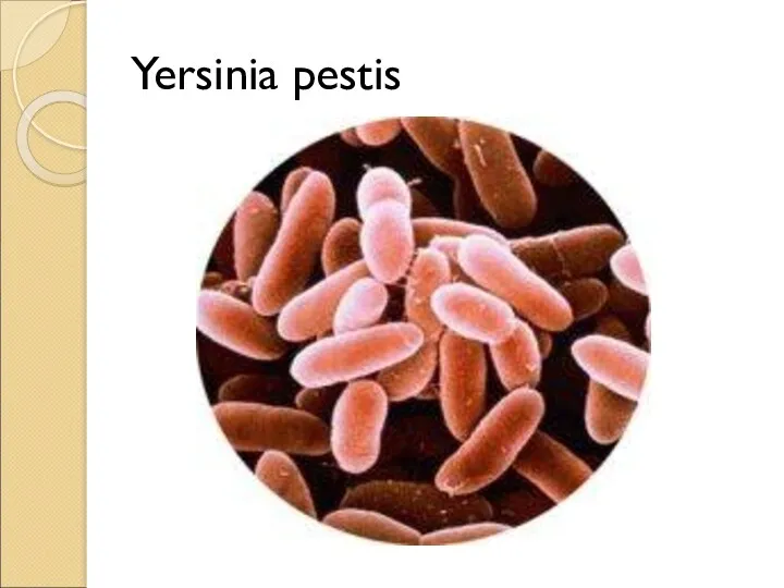 Yersinia pestis