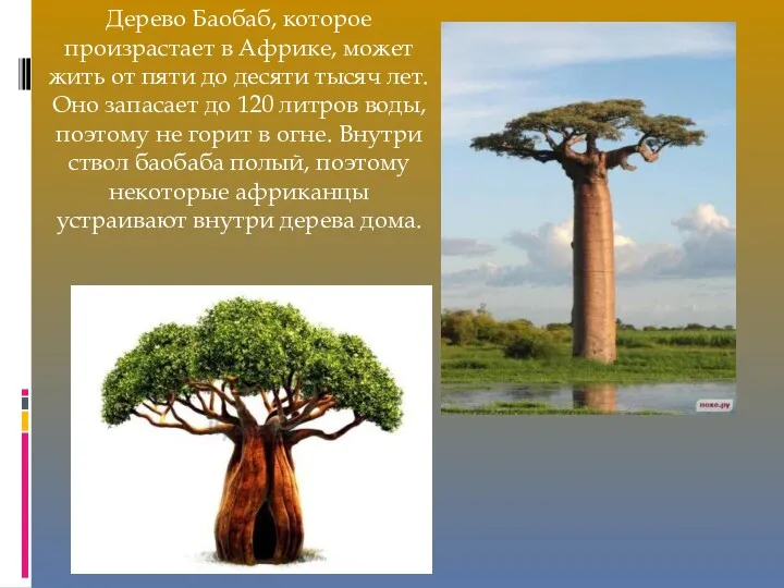 Дерево Баобаб, которое произрастает в Африке, может жить от пяти