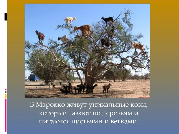 В Марокко живут уникальные козы, которые лазают по деревьям и питаются листьями и ветками.