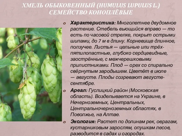 ХМЕЛЬ ОБЫКОВЕННЫЙ (HUMULUS LUPULUS L.) СЕМЕЙСТВО КОНОПЛЁВЫЕ Характеристика: Многолетнее двудомное