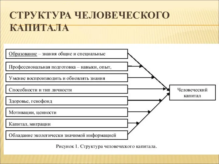 СТРУКТУРА ЧЕЛОВЕЧЕСКОГО КАПИТАЛА