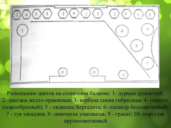 Размещение цветов на солнечном балконе: 1- дурман душистый; 2- лантана