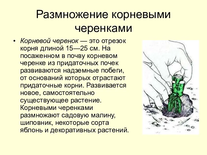 Размножение корневыми черенками Корневой черенок — это отрезок корня длиной