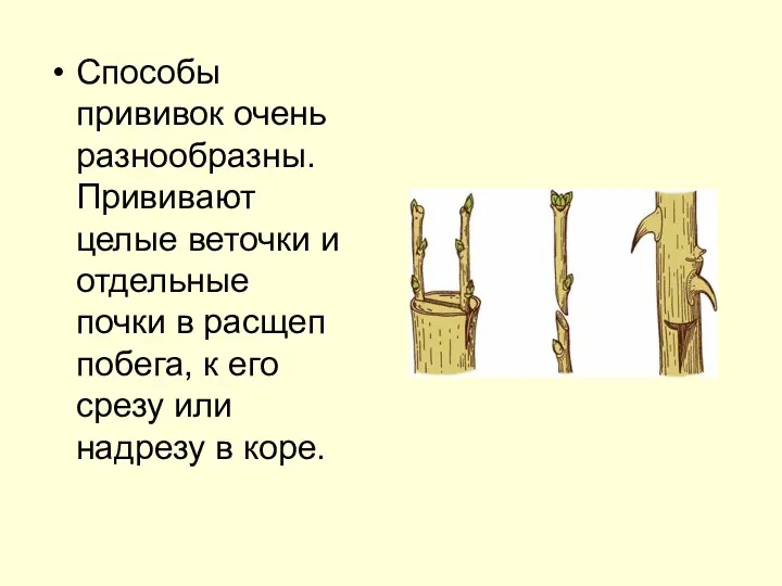 Способы прививок очень разнообразны. Прививают целые веточки и отдельные почки