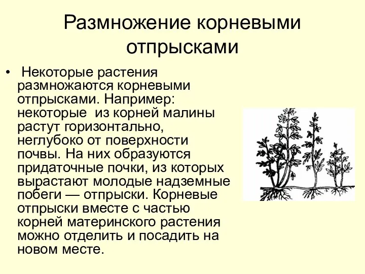 Размножение корневыми отпрысками Некоторые растения размножаются корневыми отпрысками. Например: некоторые