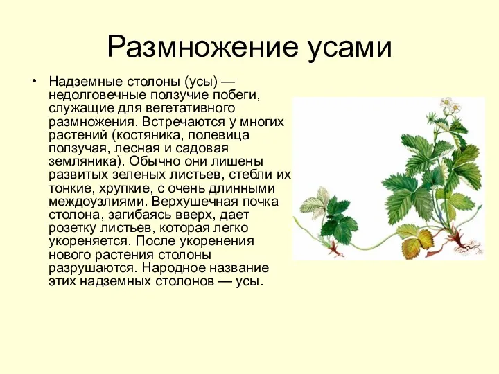 Размножение усами Надземные столоны (усы) — недолговечные ползучие побеги, служащие