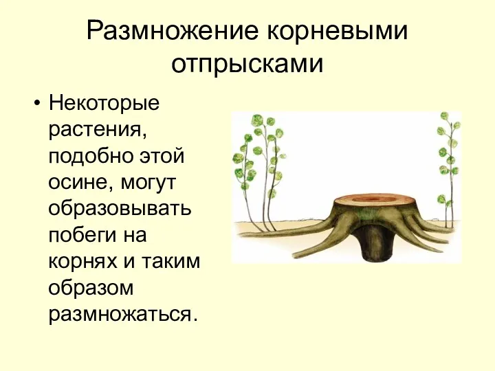 Размножение корневыми отпрысками Некоторые растения, подобно этой осине, могут образовывать