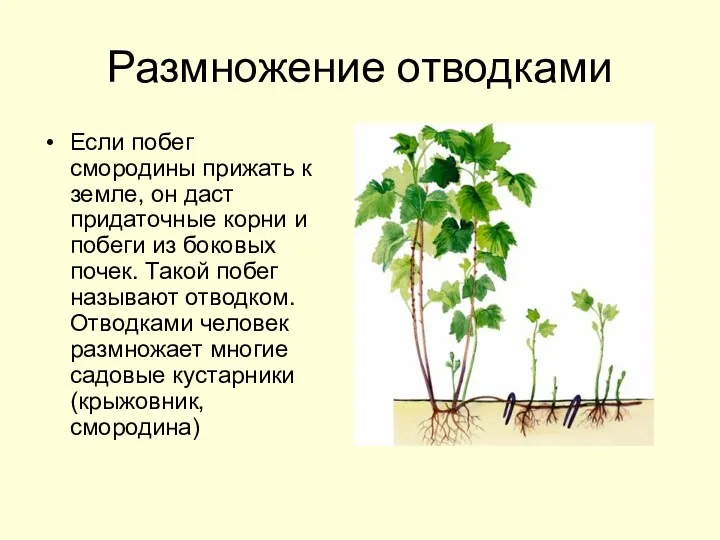 Размножение отводками Если побег смородины прижать к земле, он даст