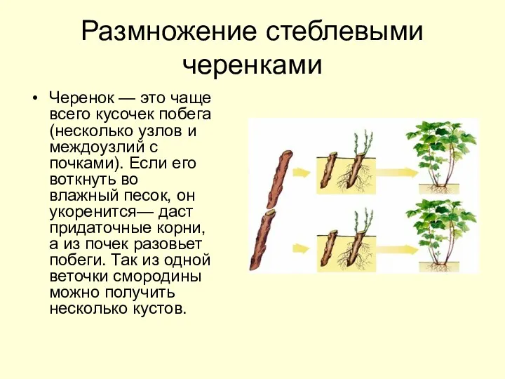 Размножение стеблевыми черенками Черенок — это чаще всего кусочек побега