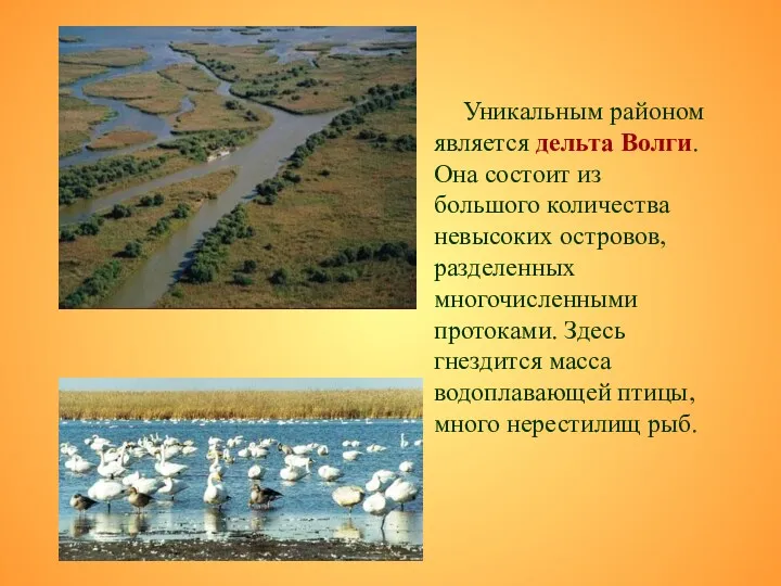 Уникальным районом является дельта Волги. Она состоит из большого количества