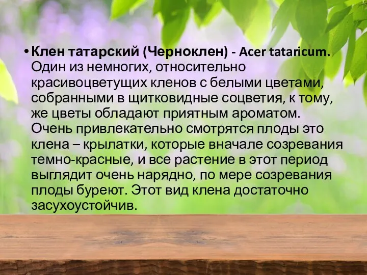 Клен татарский (Черноклен) - Acer tataricum. Один из немногих, относительно