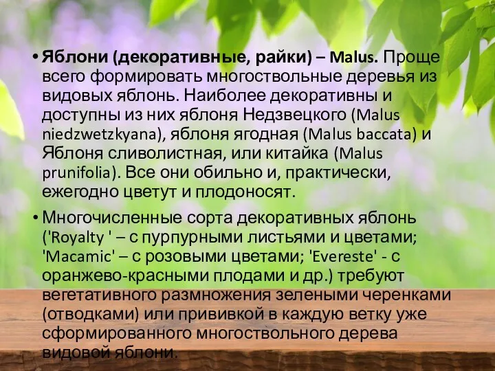 Яблони (декоративные, райки) – Malus. Проще всего формировать многоствольные деревья