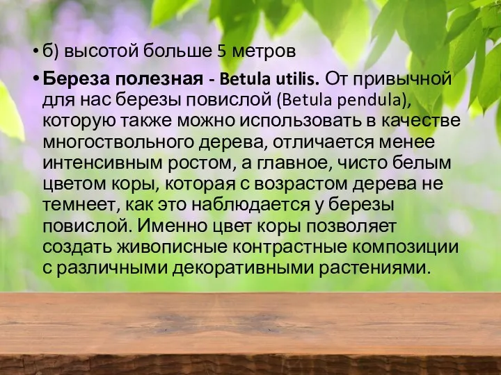 б) высотой больше 5 метров Береза полезная - Betula utilis.