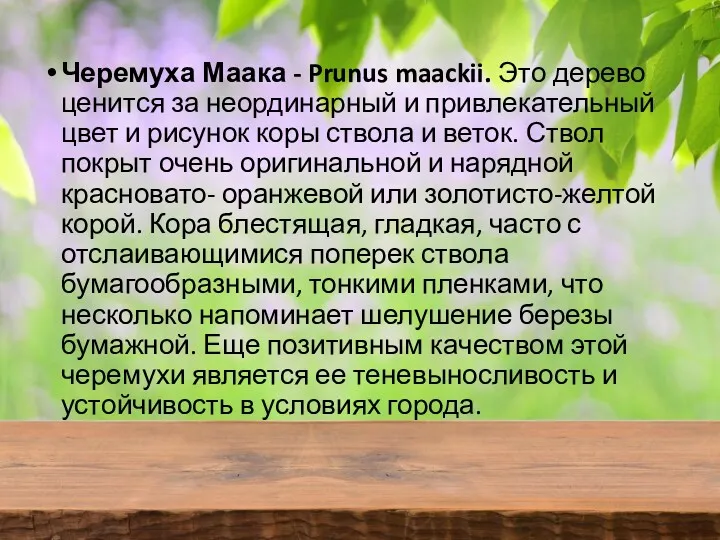 Черемуха Маака - Prunus maackii. Это дерево ценится за неординарный