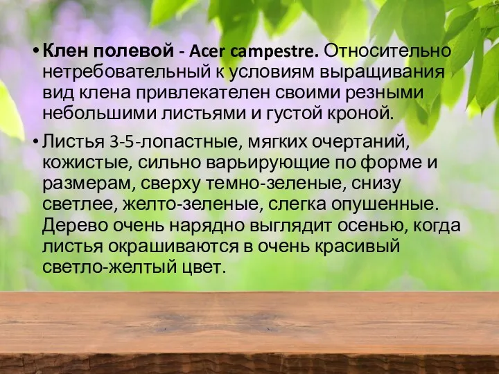 Клен полевой - Acer campestre. Относительно нетребовательный к условиям выращивания