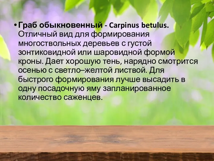 Граб обыкновенный - Carpinus betulus. Отличный вид для формирования многоствольных