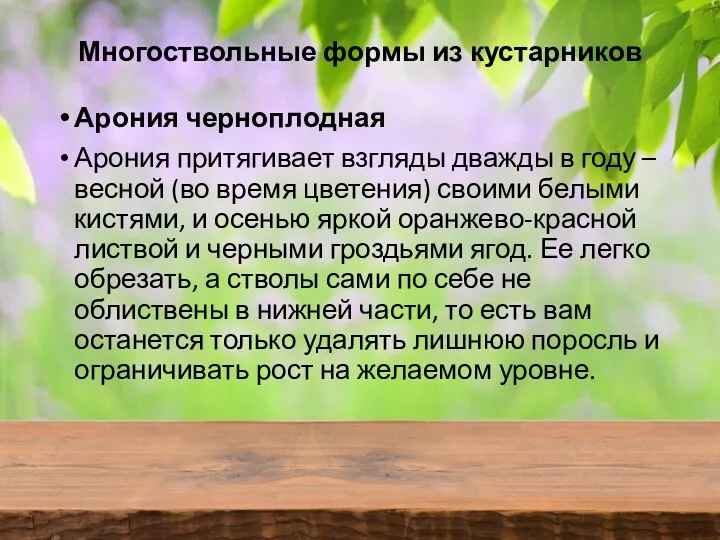 Многоствольные формы из кустарников Арония черноплодная Арония притягивает взгляды дважды