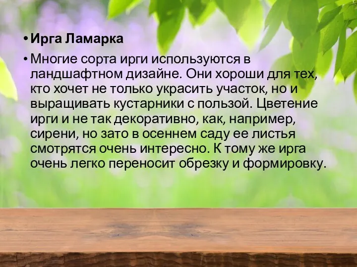 Ирга Ламарка Многие сорта ирги используются в ландшафтном дизайне. Они