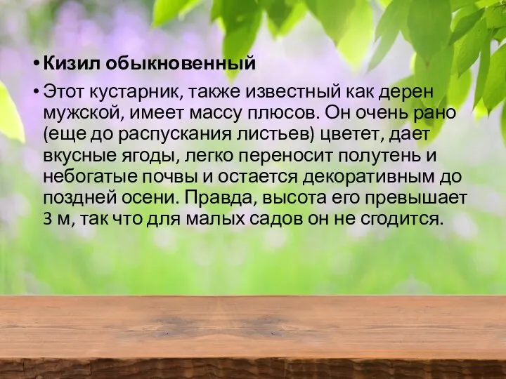 Кизил обыкновенный Этот кустарник, также известный как дерен мужской, имеет