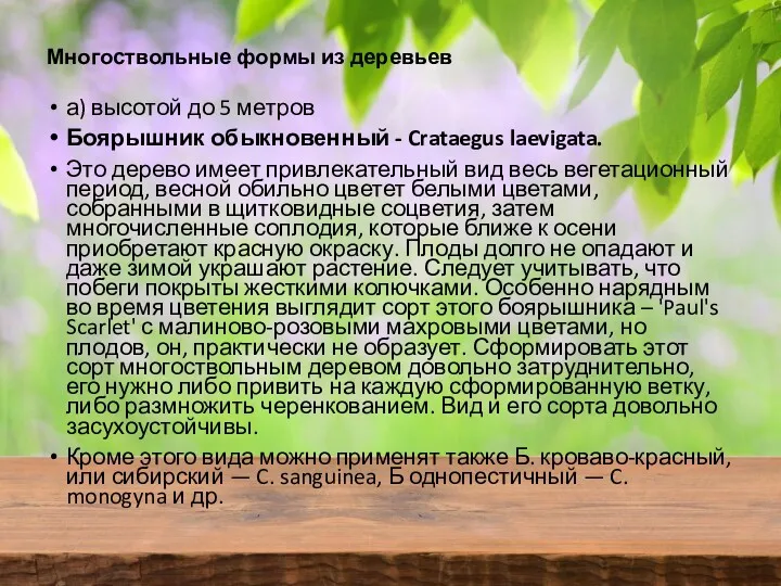 Многоствольные формы из деревьев а) высотой до 5 метров Боярышник