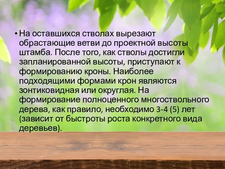 На оставшихся стволах вырезают обрастающие ветви до проектной высоты штамба.