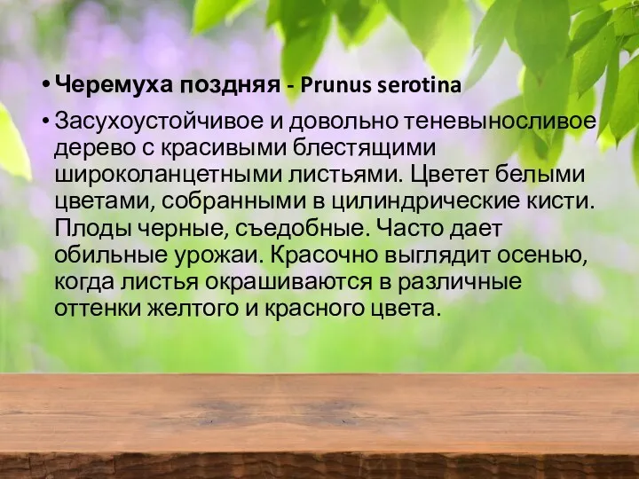 Черемуха поздняя - Prunus serotina Засухоустойчивое и довольно теневыносливое дерево