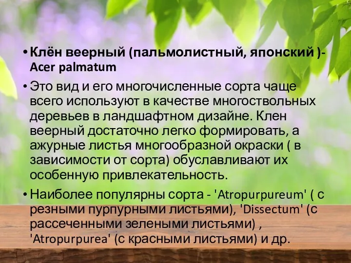 Клён веерный (пальмолистный, японский )- Acer palmatum Это вид и