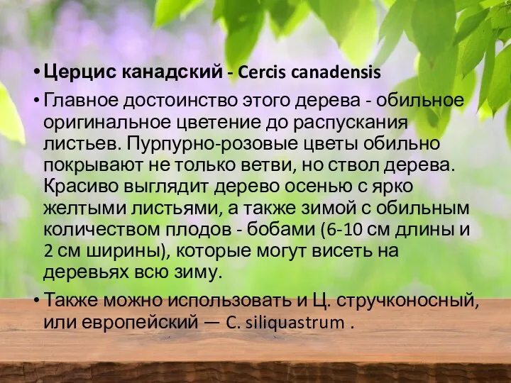 Церцис канадский - Cercis canadensis Главное достоинство этого дерева -