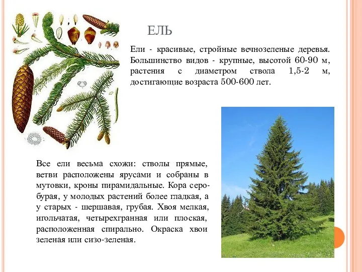 ЕЛЬ Ели - красивые, стройные вечнозеленые деревья. Большинство видов -