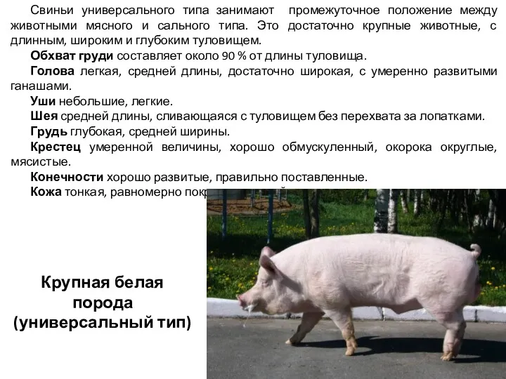 Свиньи универсального типа занимают промежуточное положение между животными мясного и
