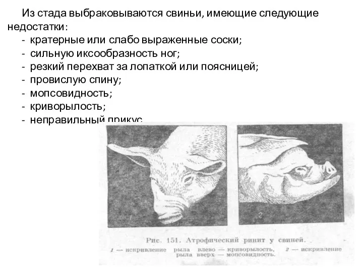 Из стада выбраковываются свиньи, имеющие следующие недостатки: - кратерные или