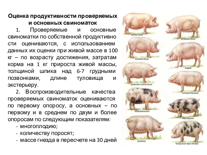 Оценка продуктивности проверяемых и основных свиноматок 1. Проверяемые и основные