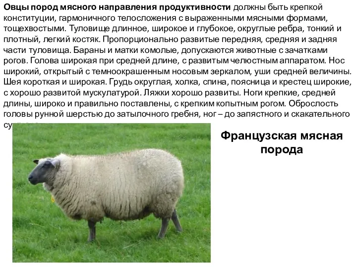 Овцы пород мясного направления продуктивности должны быть крепкой конституции, гармоничного
