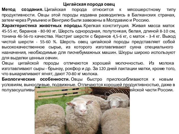 Цигайская порода овец Метод создания. Цигайская порода относится к мясошерстному