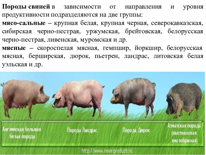 Породы свиней в зависимости от направления и уровня продуктивности подразделяются