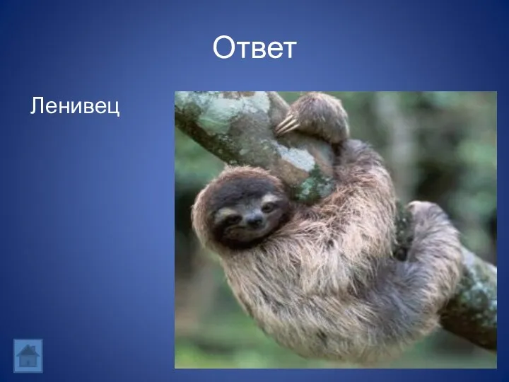 Ответ Ленивец