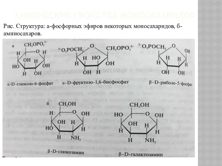 ХИМИЧЕСКИЕ СВОЙСТВА МОНОСАХАРИДОВ Рис. Структура: а-фосфорных эфиров некоторых моносахаридов, б-аминосахаров.