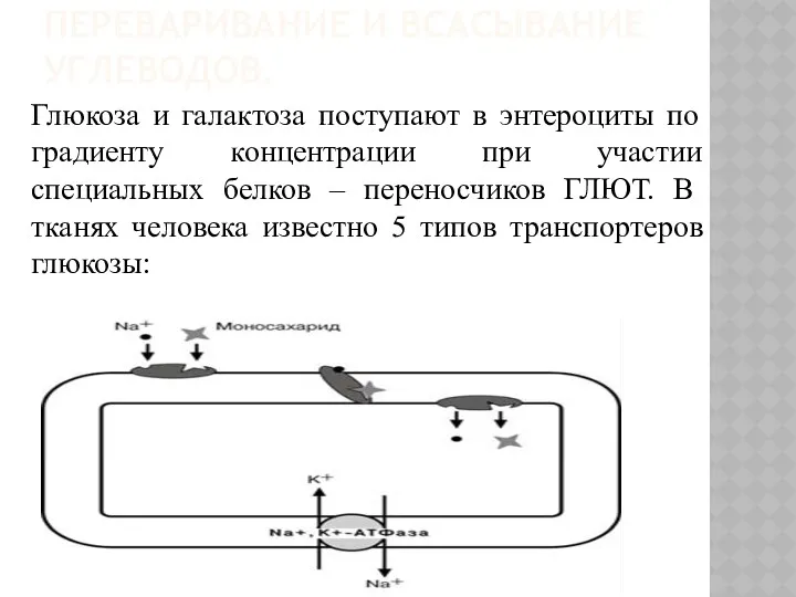 ПЕРЕВАРИВАНИЕ И ВСАСЫВАНИЕ УГЛЕВОДОВ. Глюкоза и галактоза поступают в энтероциты