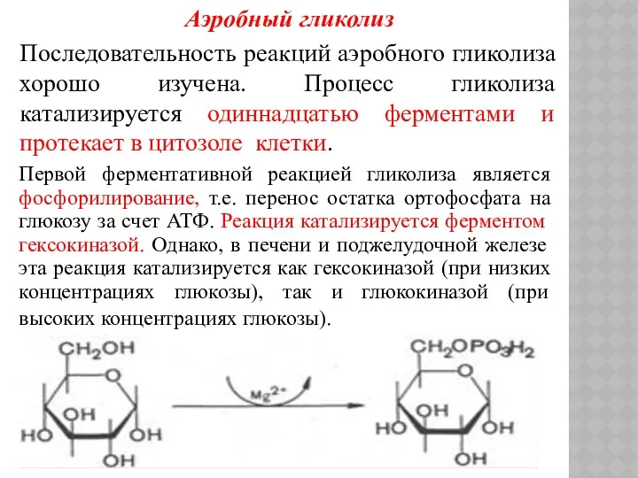 Аэробный гликолиз Последовательность реакций аэробного гликолиза хорошо изучена. Процесс гликолиза катализируется одиннадцатью ферментами