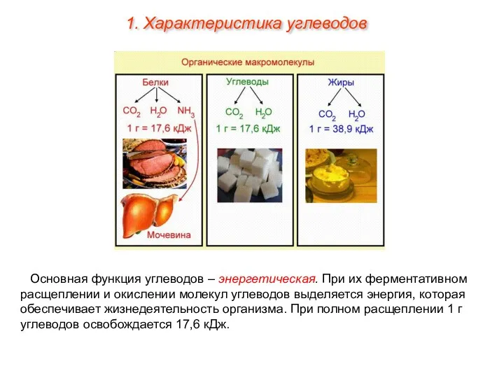 Основная функция углеводов – энергетическая. При их ферментативном расщеплении и